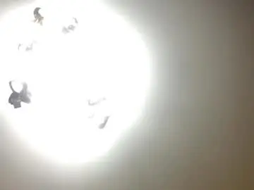 Chaturbate Live Sex of trudymersereau