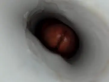 Chaturbate Live Sex of jkrubs665