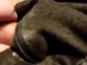 Chaturbate Adult Webcams of hardandhorny422