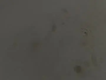 Chaturbate Nude Webcam of brant_garcia