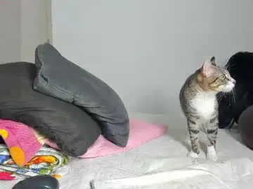 Chaturbate Live Porn of caroline_tovar_