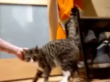 Chaturbate Live Sex Cam of info_chat