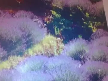 Chaturbate Free Live Porn of hornyasfuckk33