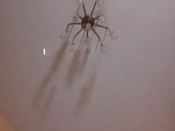 Chaturbate Private Sex Chat of maybe_baby69