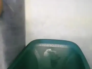 Chaturbate Live Porn of wetfatpussy_