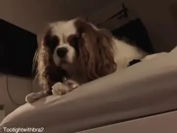 Chaturbate Live Sex Cam of tootightwithbra