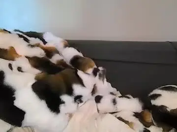 Chaturbate Adult Webcam of alliebearx