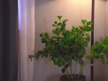 Chaturbate Private Sex Chat of bellacle