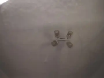 Chaturbate Private Sex Chat of emilybatee