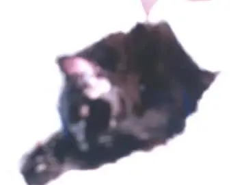 Chaturbate Adult Webcams of kymchi