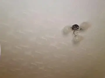 Chaturbate Sex Cam of maryqueen_