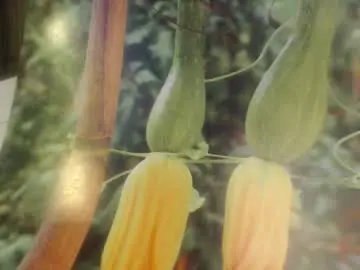 Chaturbate Sex Chat of helvella