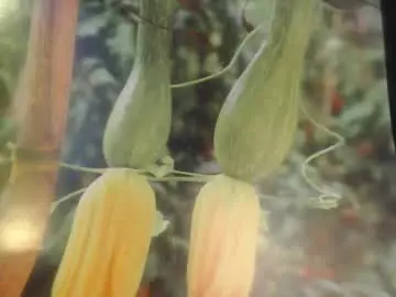 Chaturbate Sex Cam of helvella