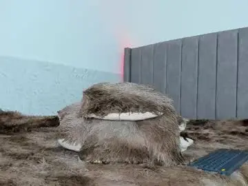 Chaturbate Live Porn of noah_beenett