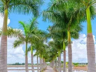 Streamate Private Sex Chat of Nicecock77