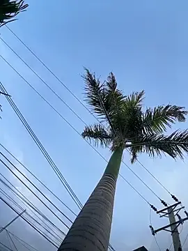 Stripchat Private Sex Chat of Hall_16