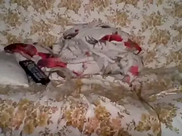 Stripchat Best live sex cam show of woww791