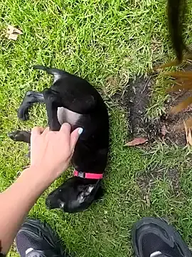 Stripchat Free Live Porn of Sam_Sara