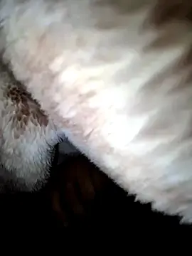 Stripchat Live Porn of aman4404