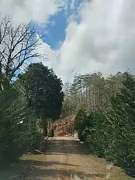 Stripchat Adult Webcams of Biknight