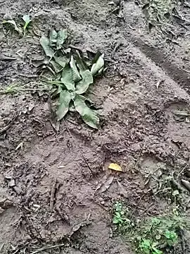 Stripchat Live Porn of shaoshao-7758