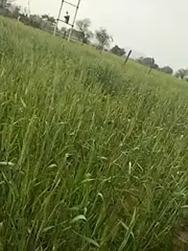 Stripchat Free Porn Cam of hornycouple20000