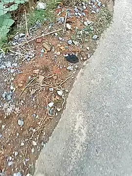 Stripchat Best live sex cam show of lyly_sexx