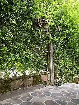 Stripchat Adult Webcams of sebasxx97