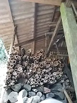 Stripchat Free Live Porn of miss-su