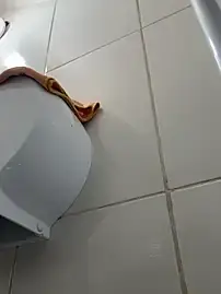 Stripchat Free Live Porn of Angie_e