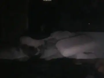 Stripchat Adult Webcams of Prehistorixxx2686