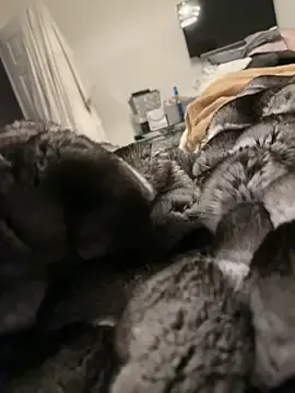 Stripchat Adult Video Chat of Furdale