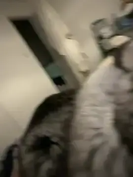 Stripchat Live Sex of Furdale