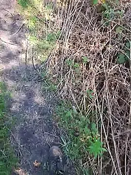 Stripchat Free Live Porn of FreezingTie850