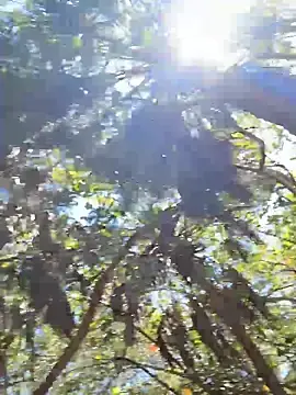 Stripchat Adult Webcams of sweetsirenn