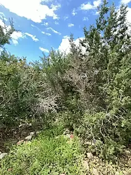 Stripchat Free Live Porn of Inked_lorena