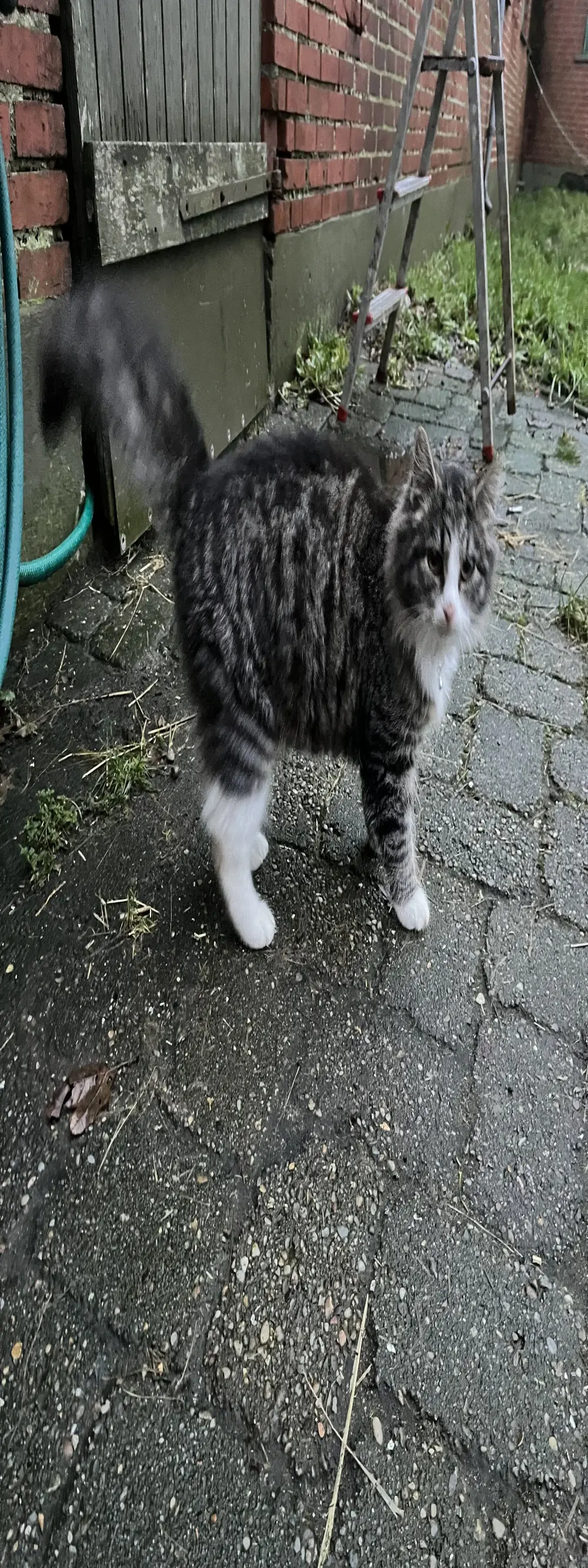 Kanosfarokives