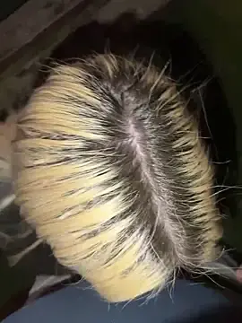 Stripchat Nude Webcam of AlyssaFoxx_