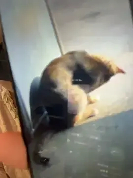 Stripchat Nude Webcam of AZ37866