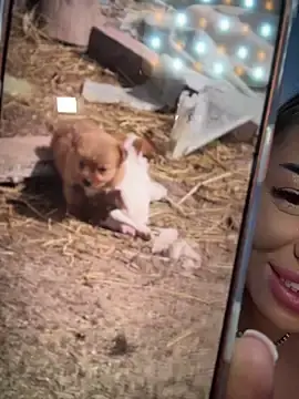 Stripchat Watch Live Sex Cams of KirstieVegas